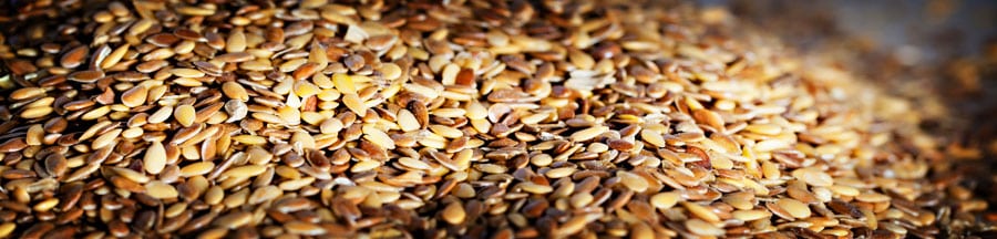 Flax seeds harvested at the PureFlax farm