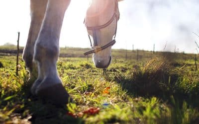 Feeding PureFlax PureHealth Advanced Veteran Formula to Equines Suffering With Sweet Itch