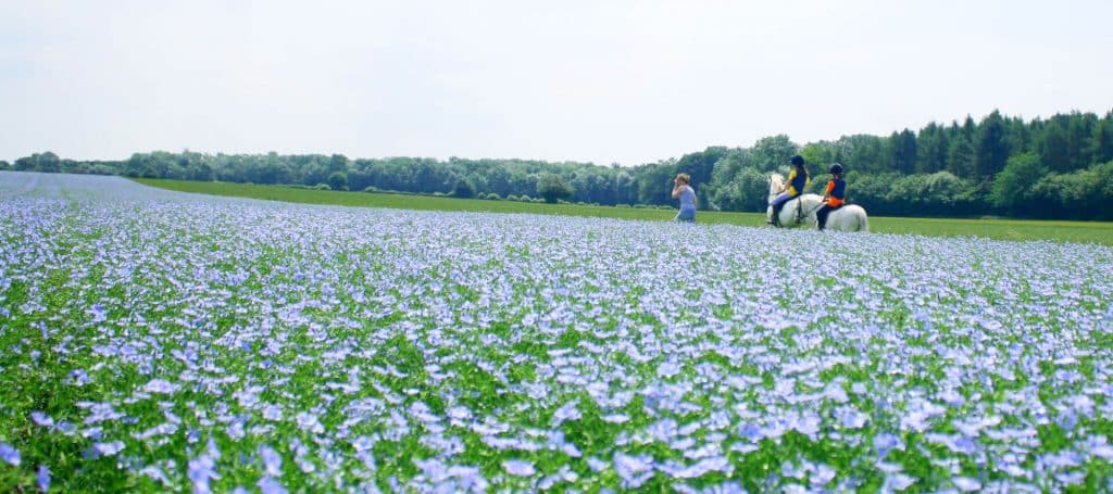 Our linseed field in full bloom