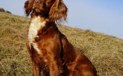 Feeding Flax Oil to dogs from the PureFlax Farm